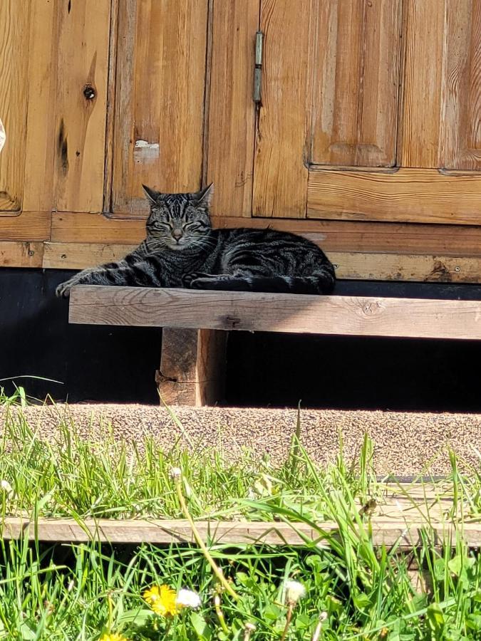 Slapen Tussen De Ezels In De Yurt Hotel อาร์ช็อท ภายนอก รูปภาพ